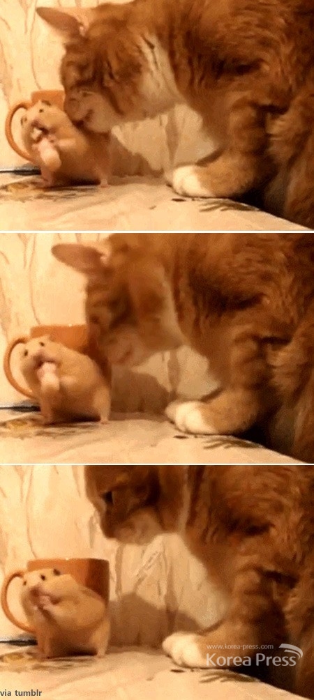 고양이 무시한 쥐(자료출처 : 유튜브)
