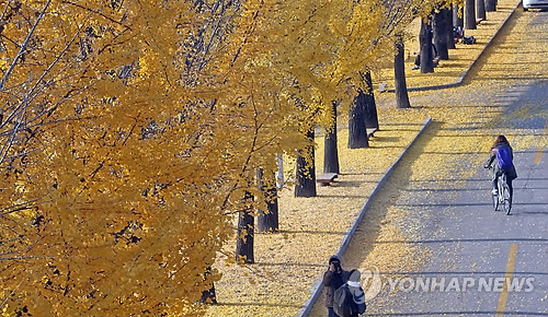 4일 강원 춘천시 춘천교육대 캠퍼스에서 학생들이 낙엽이 떨어진 은행나무를 걸으며 가을 정취를 느끼고 있다.
