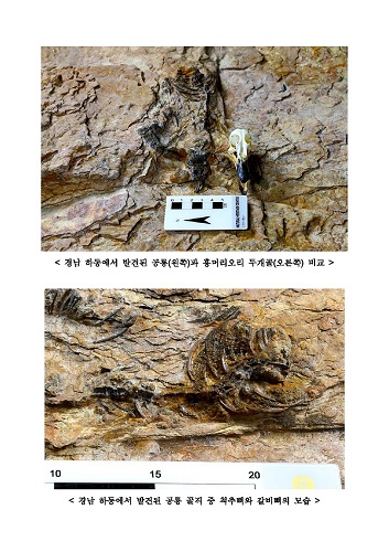 경남 하동에서 발견된 초소형 육식공룡의 화석.