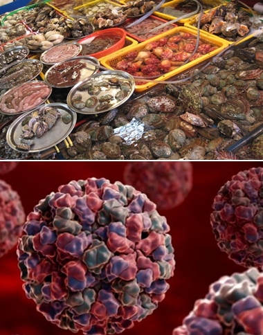 어패류로 인해 노로바이러스 식중독에 걸릴 수 있다. 노로바이러스의 모습(아래)