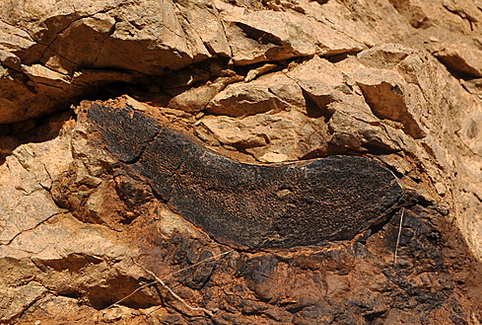 새로 발견된 국내 최고(最古)의 공룡화석
