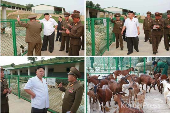 작년 8월, 김정은 북한 국방위원회 제1위원장이 군 산하 축산시설인 '육종장'을 시찰하는 모습 