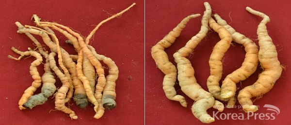 연작시 연강품종 뿌리모양(왼쪽), 초작시 연강품종의 뿌리모양(오른쪽)
