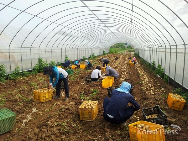 김영수 도 농업기술원장을 비롯한 직원 45여 명은 이날 서산시 부석면 강수리 감자밭(6600㎡)에서 감자 수확 및 선별작업에 일손을 보탰다.