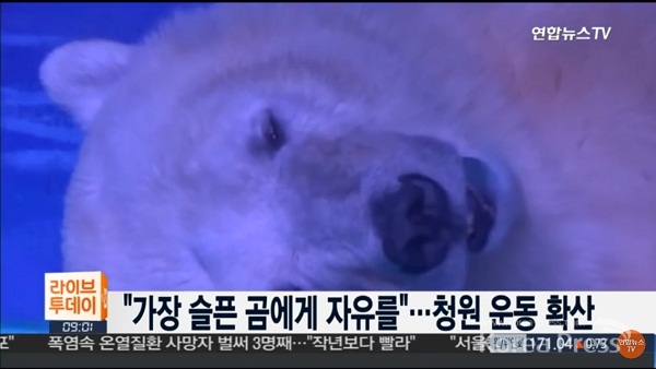 연합뉴스 TV 속 북극곰 '피자'의 모습 캡처본