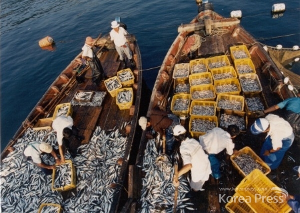 전갱이와 고등어는 대마난류 영향을 받는 제주도~서해 중남부 해역에 어장이 형성되면서 대형선망 어업의 어획량이 증가