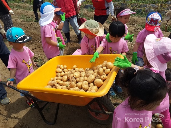 성남시민농원에서 캔 감자를 어린이들이 수레에 담고 있다(지난해 6월).