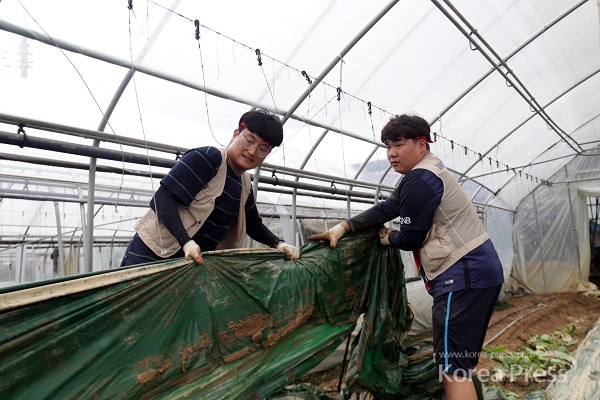단국대 재학생 및 교직원으로 구성된 사회봉사단이 천안시 북면 은지리 오이농가에서 수해복구 봉사활동을 하고 있다.