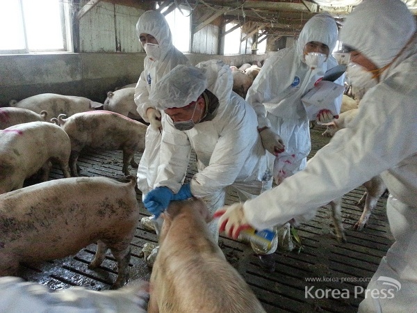 돼지 228만 두 긴급 백신접종
