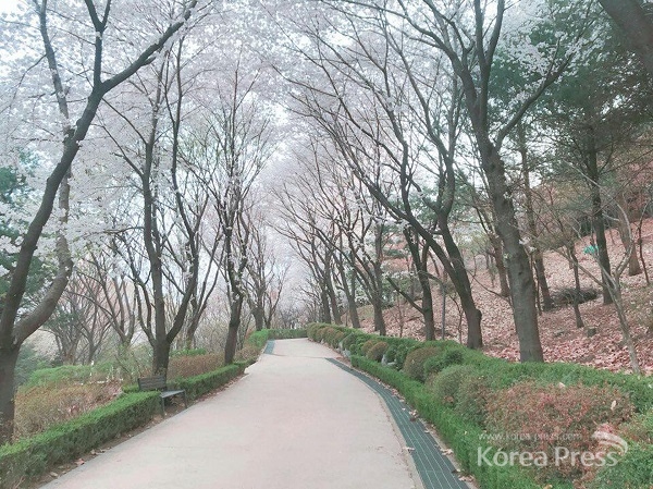 벚꽃길 8경인 수진공원 진입로를 따라 들어가면 벌터산 축제 행사장이 나온다.